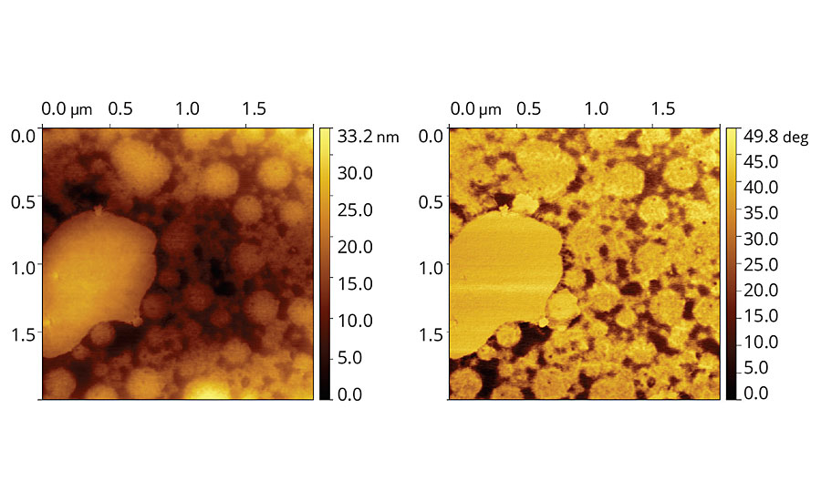 含有8 php Coalescent A的乙烯-丙烯酸乳胶薄膜的地形(左)和相位(右)图像。