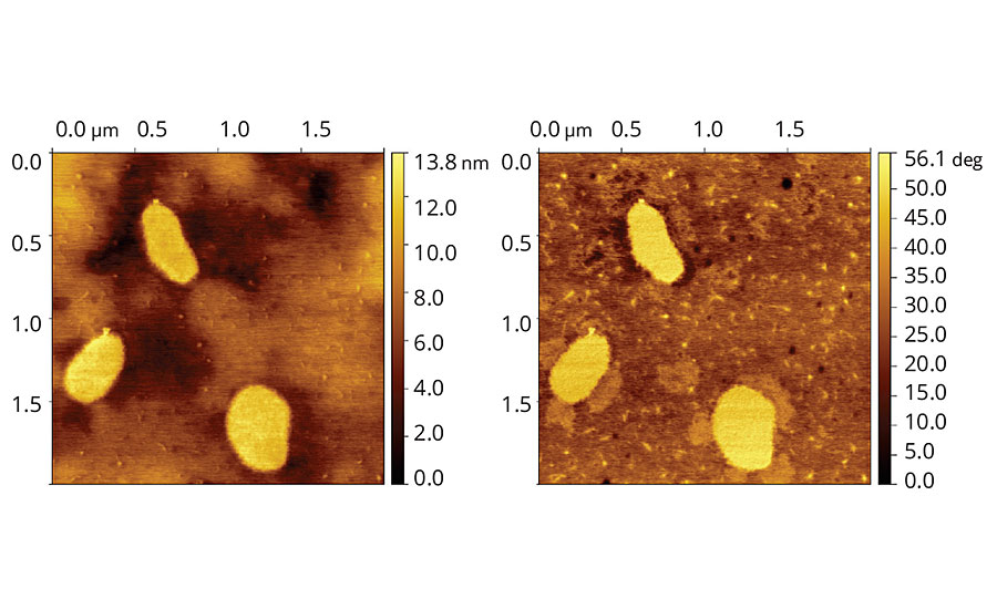 含有8 php Coalescent B的乙烯-丙烯酸乳胶膜的地形(左)和相位(右)图像。