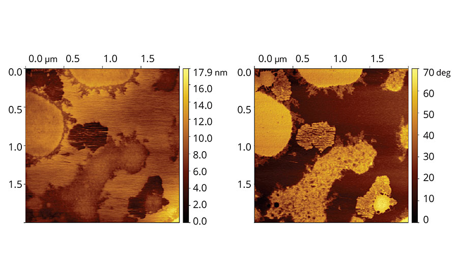 含Coalescent C的乙烯-丙烯酸乳胶膜的形貌和相位图像。