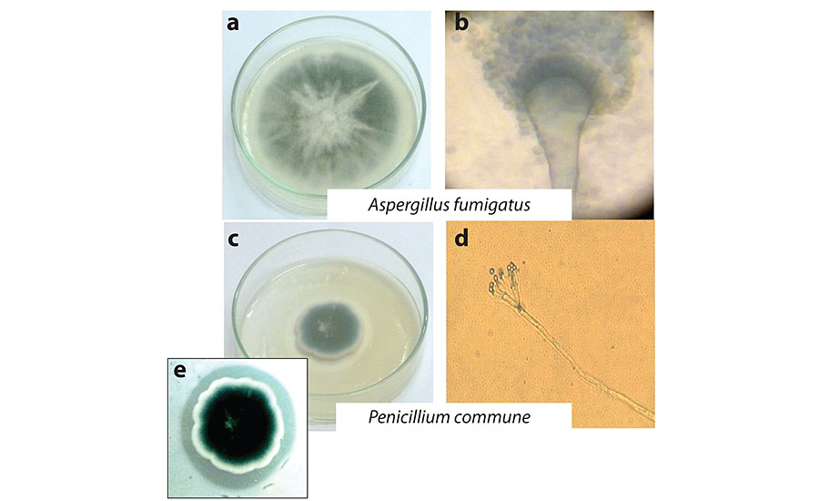 真菌分离株(a和c)培养1周;光学显微镜图像(b和d);以及在添加了CaCO (e)的培养基中真菌生长导致的降解晕的细节。