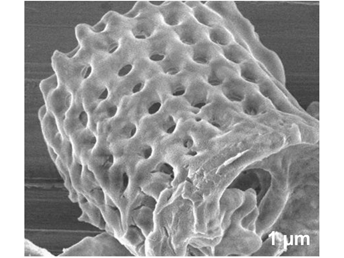 硅藻10 - 50微米。