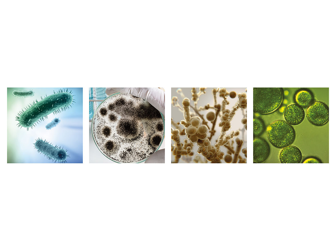 细菌，霉菌，真菌和藻类（从左到右）。