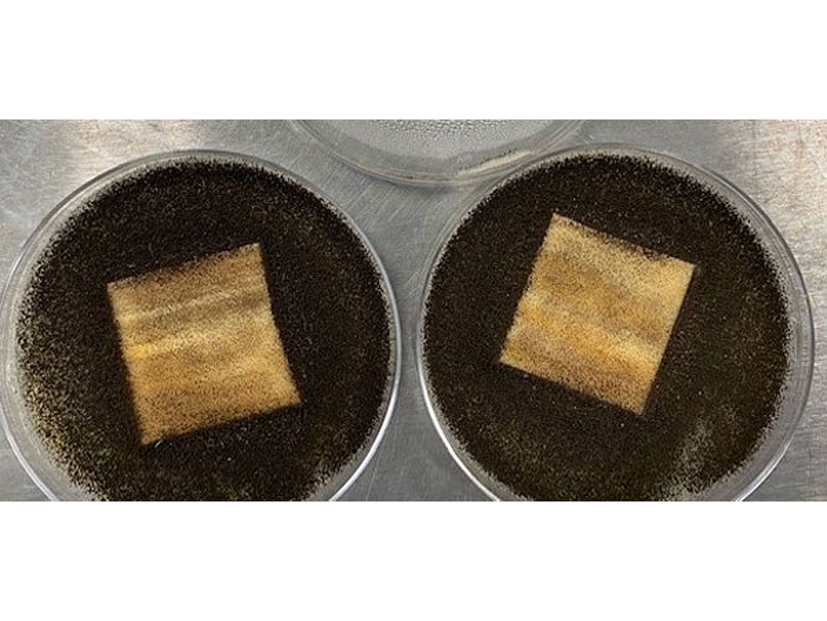 未经处理的聚氨酯涂料在木头。